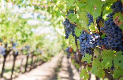 Aiuti imprese agricole: le regole per i danni da plasmopara viticola