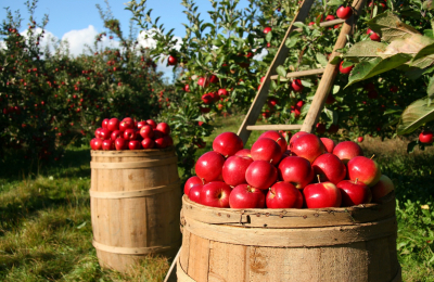 Legge sulla Montagna: le agevolazioni per l'agricoltura