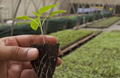 Marchio di agricoltore allevatore custode dell'agrobiodiversità: le regole di utilizzo