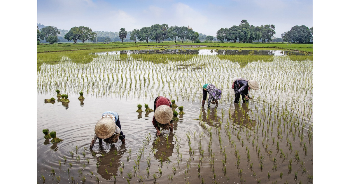 Misure per l'agricoltura 2024 cosa prevede la legge di bilancio