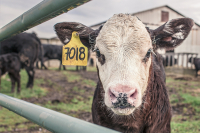 Contributi agricoli e contratto di soccida: istruzioni INPS 2025