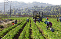 Esonero contributivo giovani agricoltori 2022: modulo aggiornato