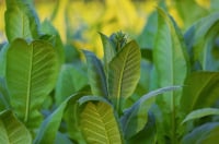 CCNL Tabacco firmato il  rinnovo 2025: aumento di 200 euro
